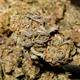 Illustration for article titled For the First Time Ever, Marijuana Legalization Bill Clears Congressional Committee